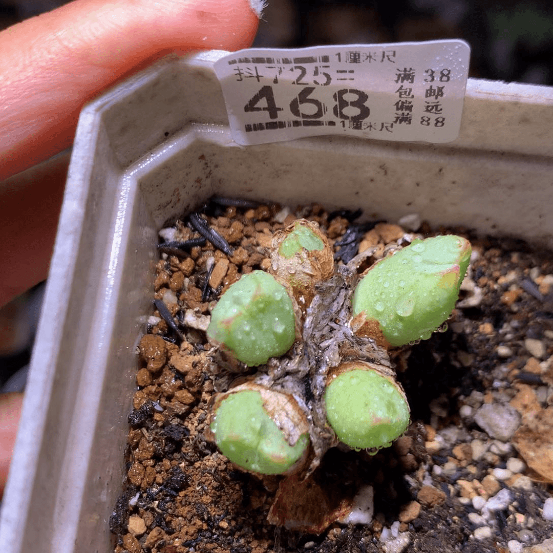 精品生石花725.468