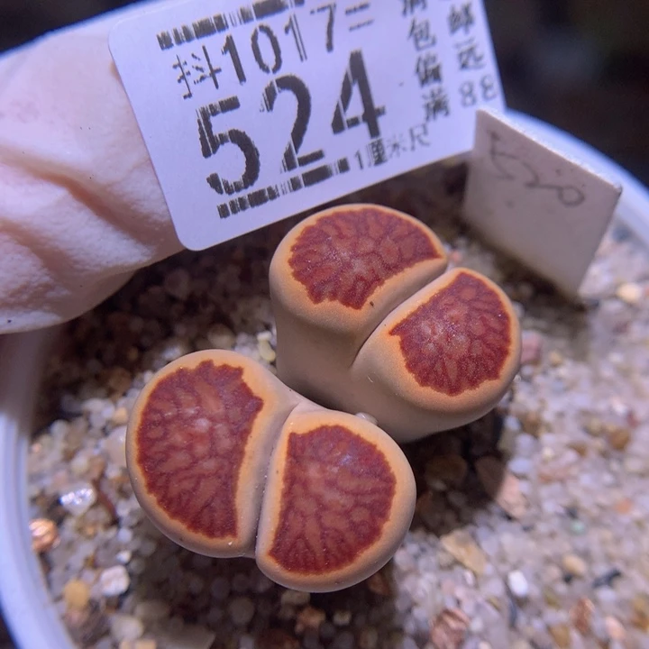 精品生石花1017.524