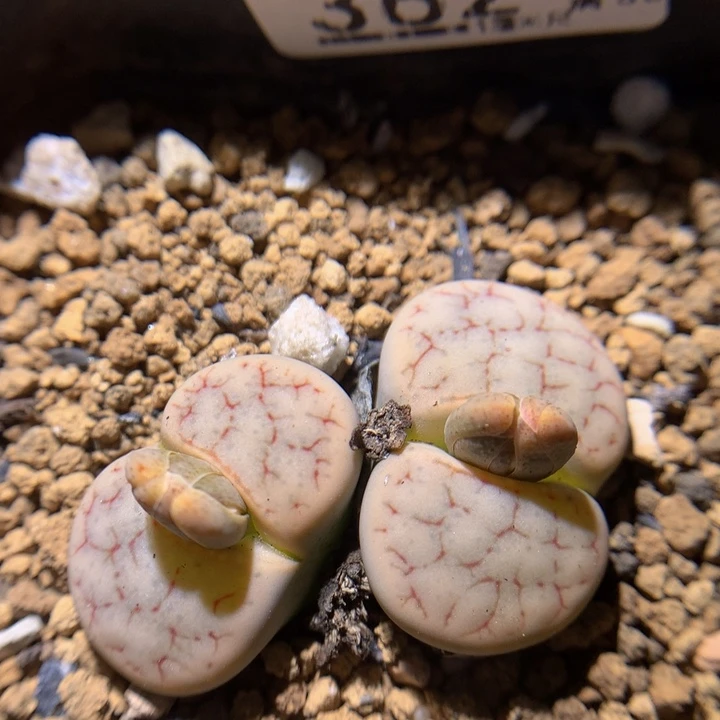 精品生石花925.362