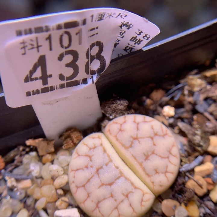 精品生石花101.438