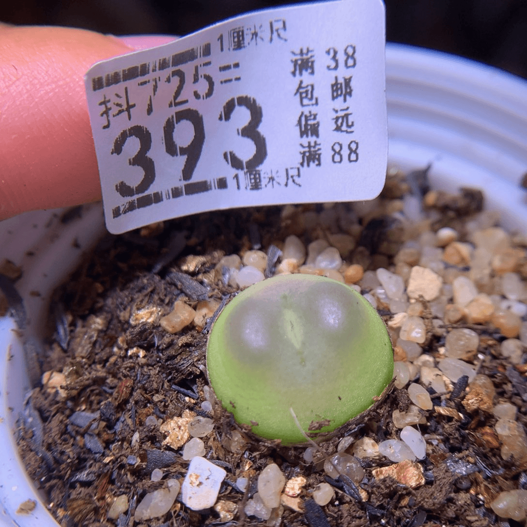 精品生石花725.393