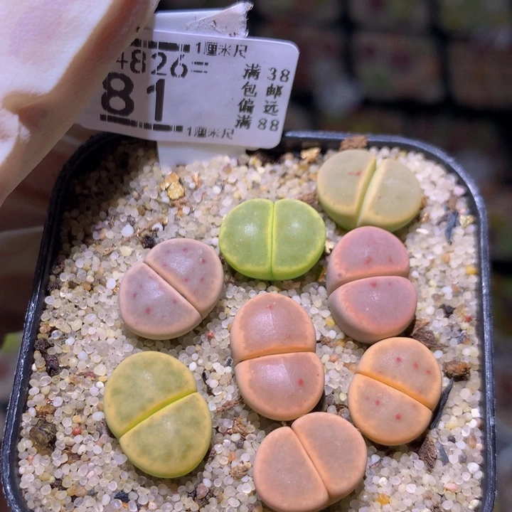 精品生石花826.81