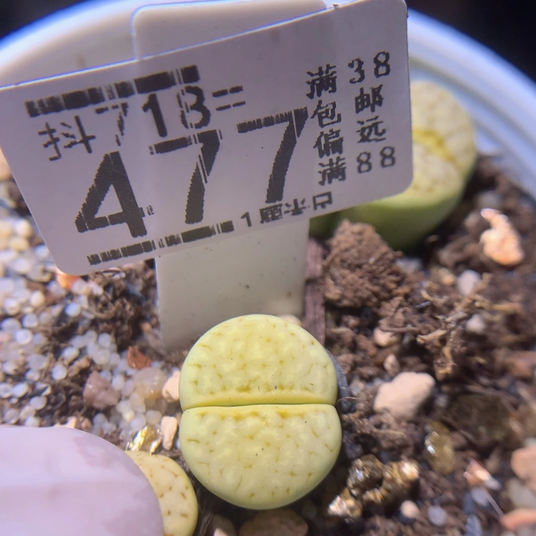 精品生石花718.477