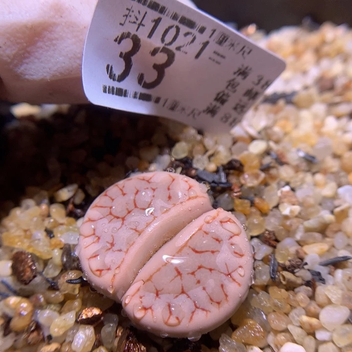 精品生石花1021.33今日福利