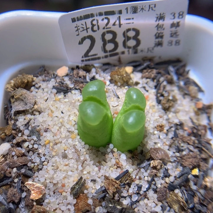 旁**诗精品生石花824.288