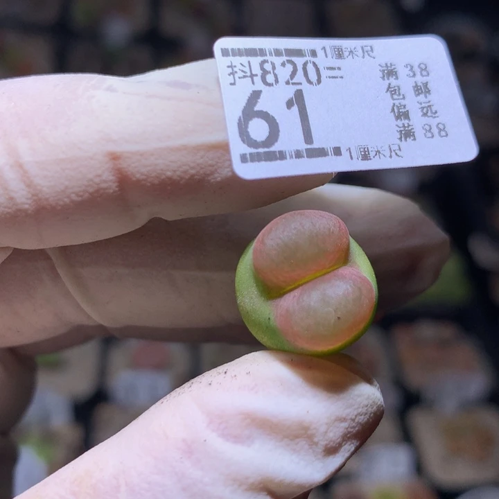 精品生石花820.61