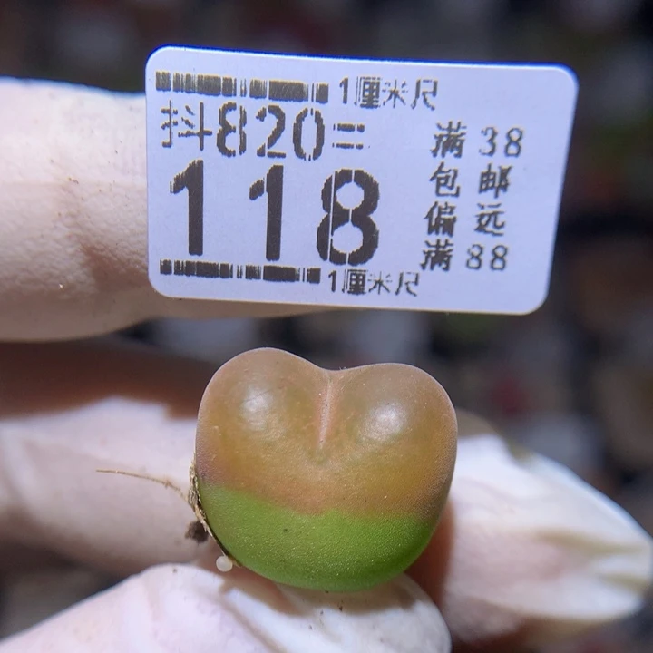 精品生石花820.118