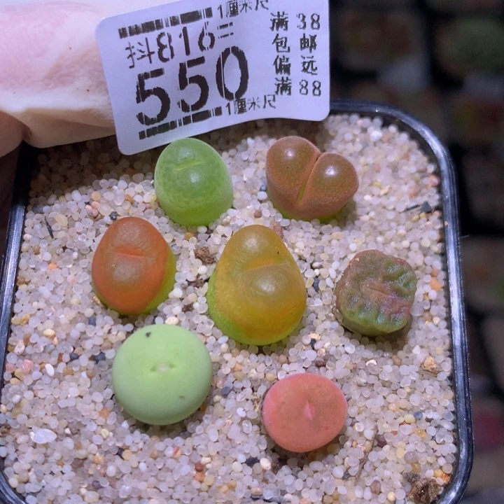 精品生石花816.550