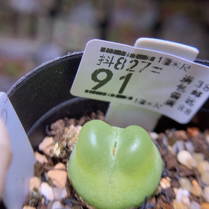 精品生石花827.91