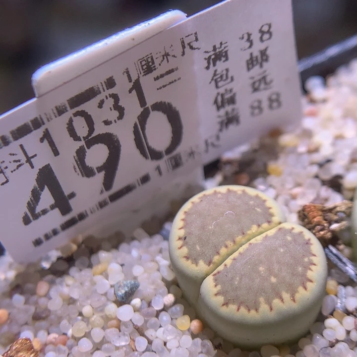 精品生石花1031.490