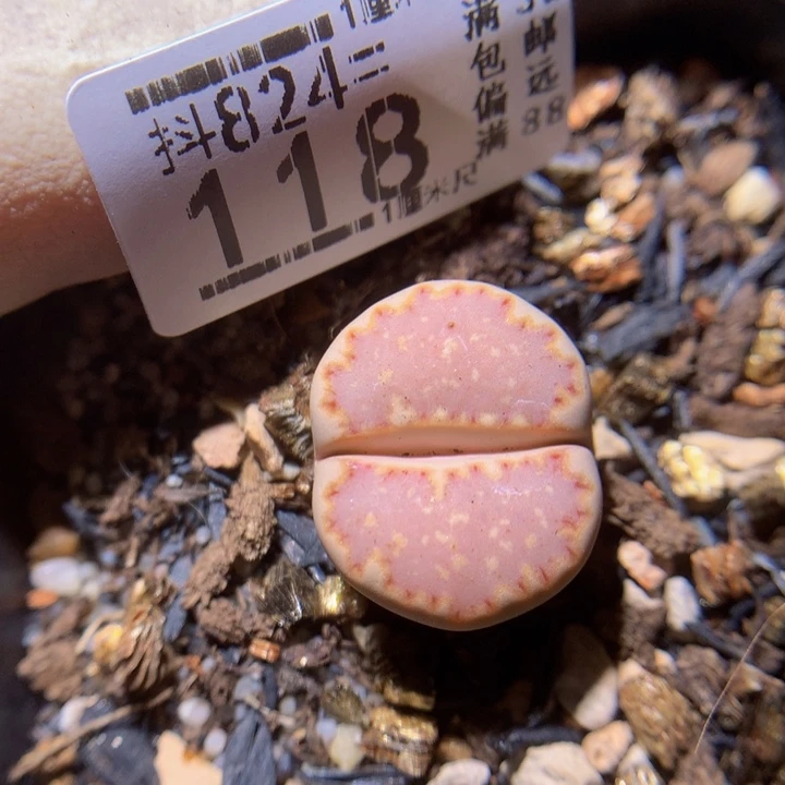 精品生石石824.118