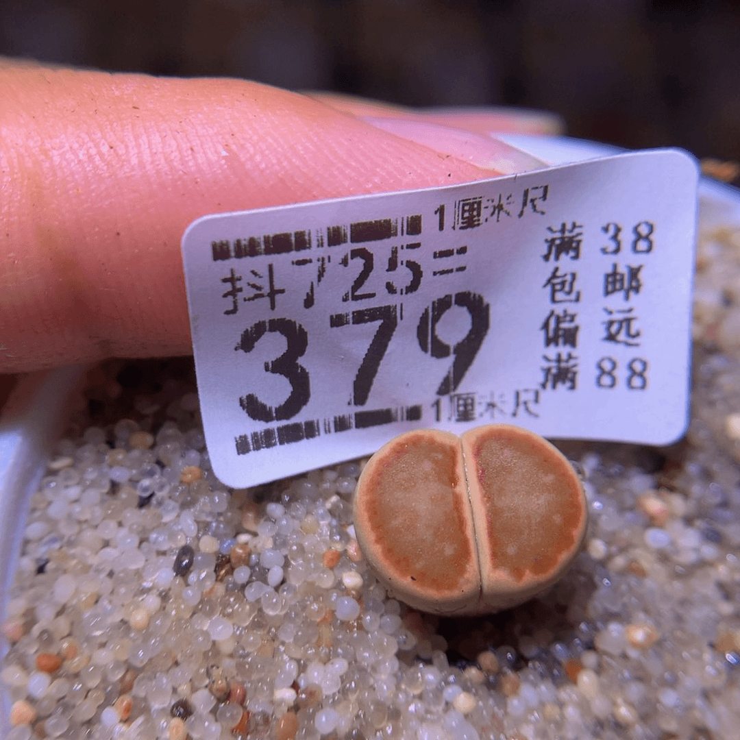 精品生石花725.379