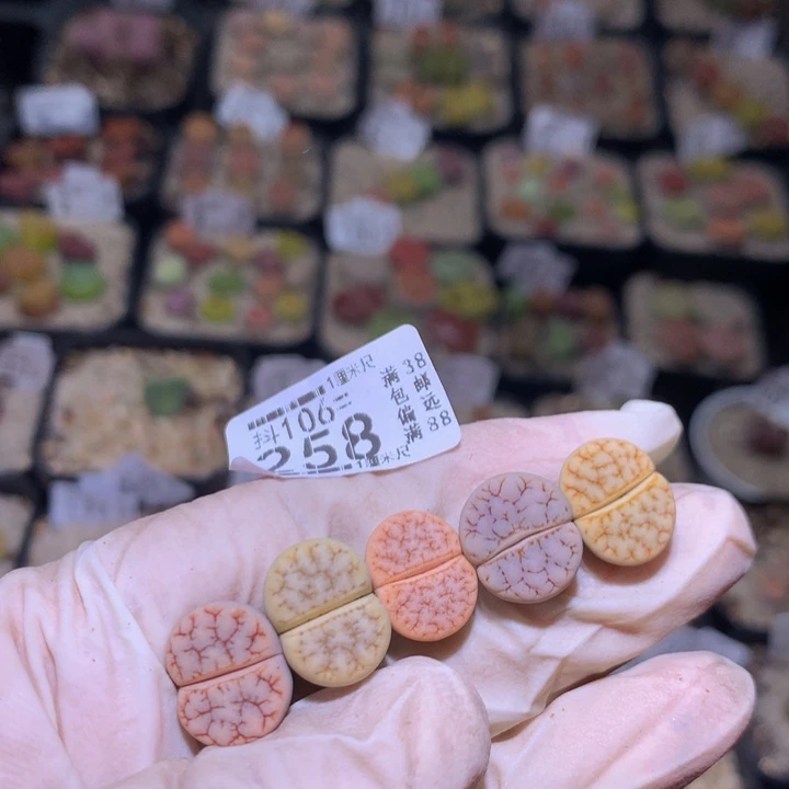 平****燊精品生石花106.258