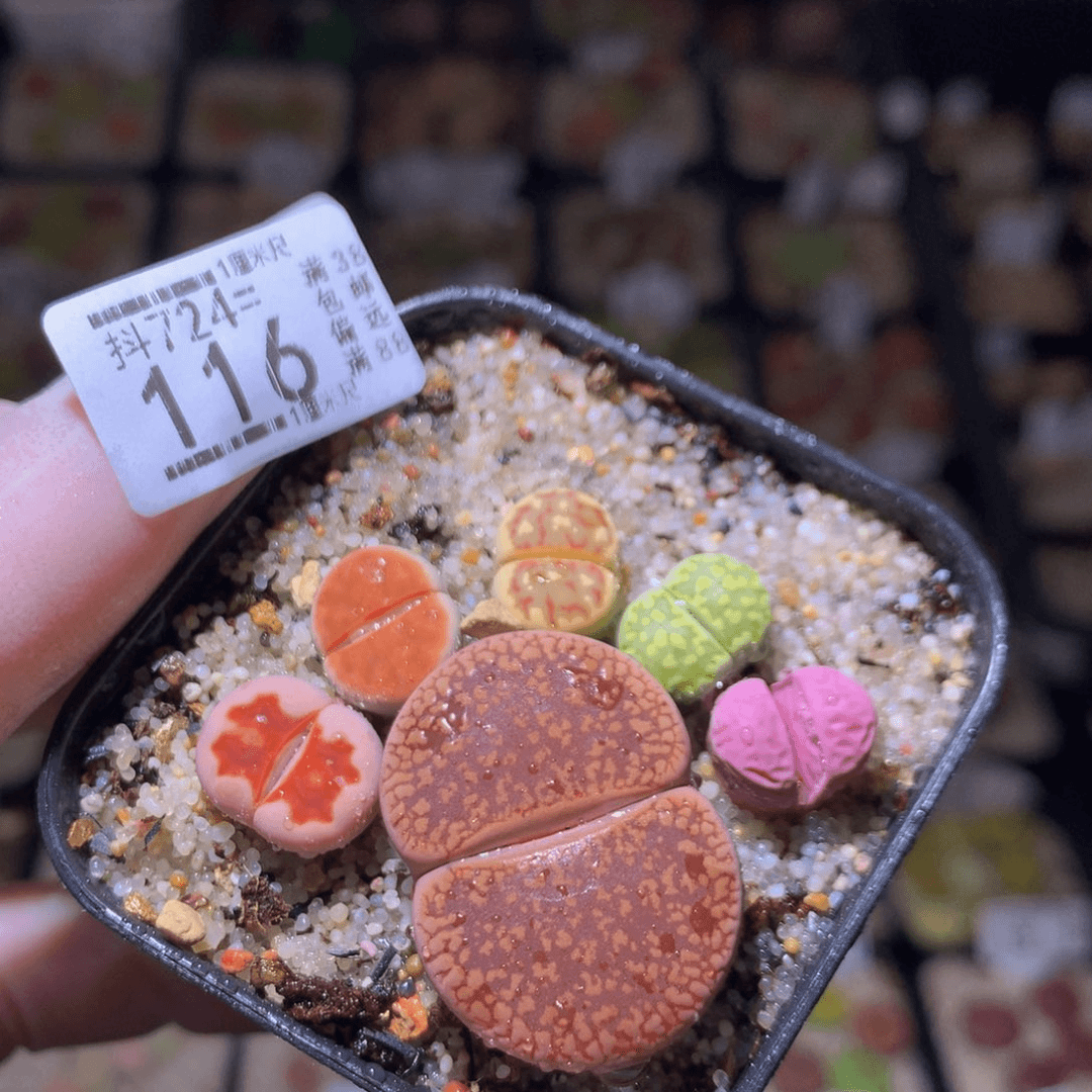 精品生石花724.116