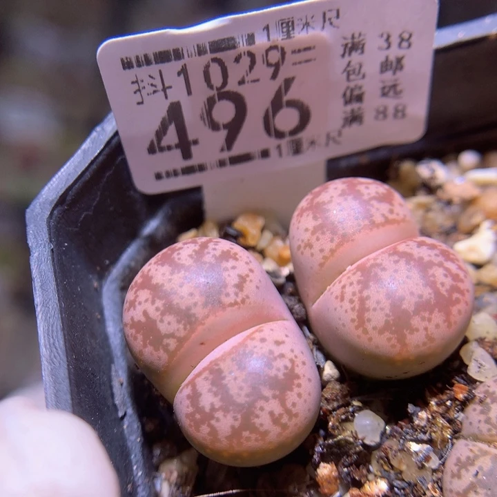 精品生石花1029.496