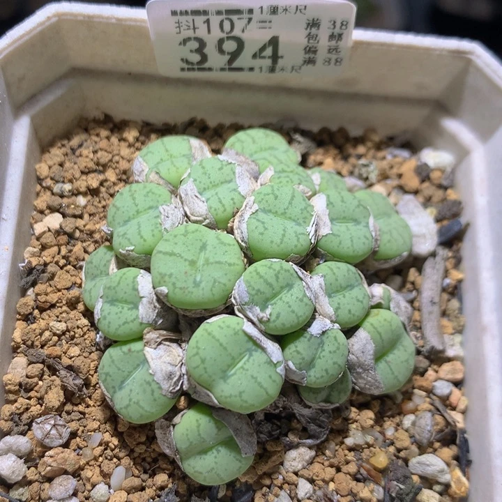 精品生石花107.394