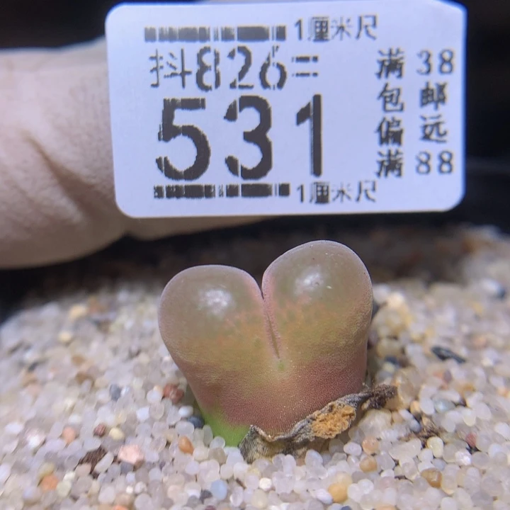 小*壳精品生石花826.531