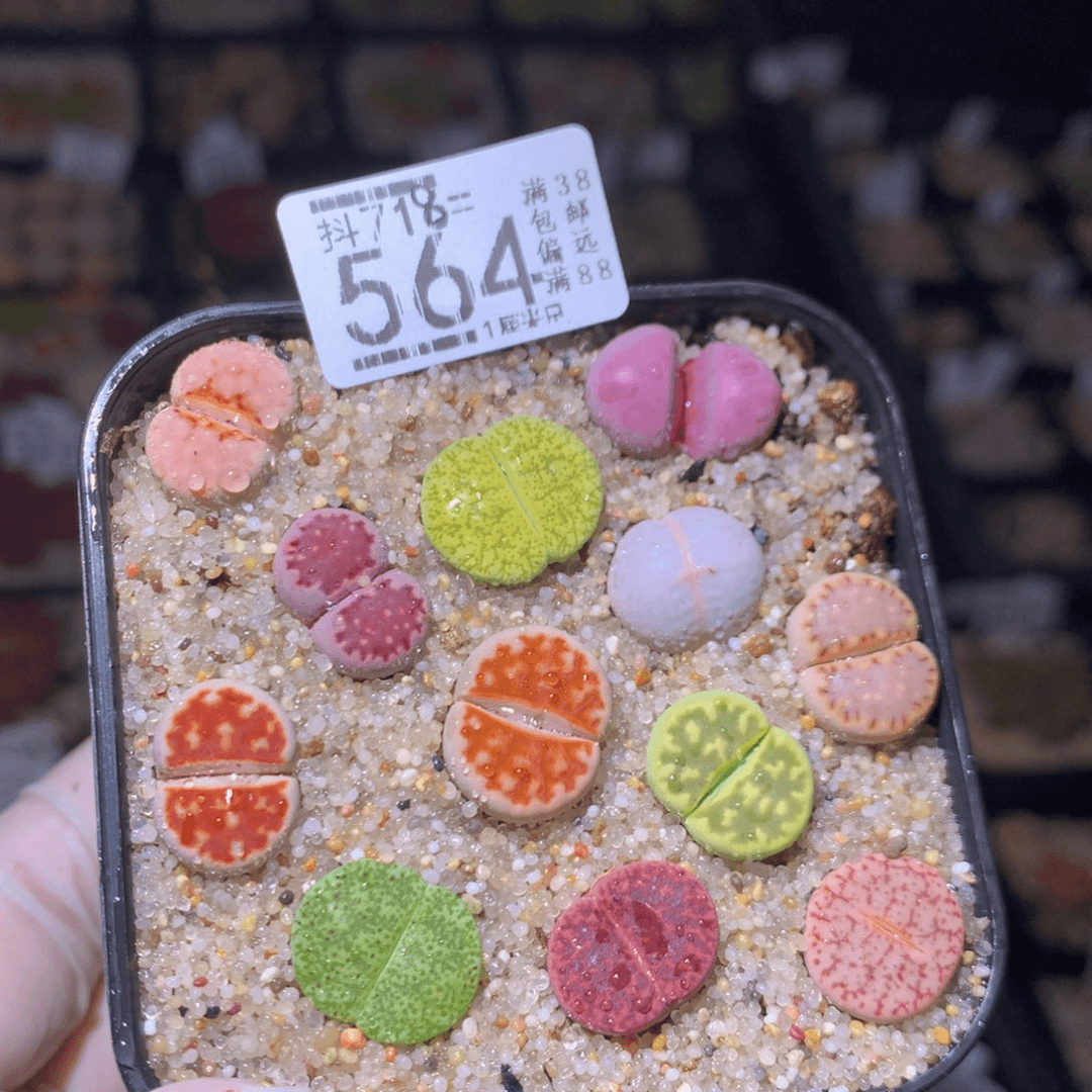 精品生石花718.564
