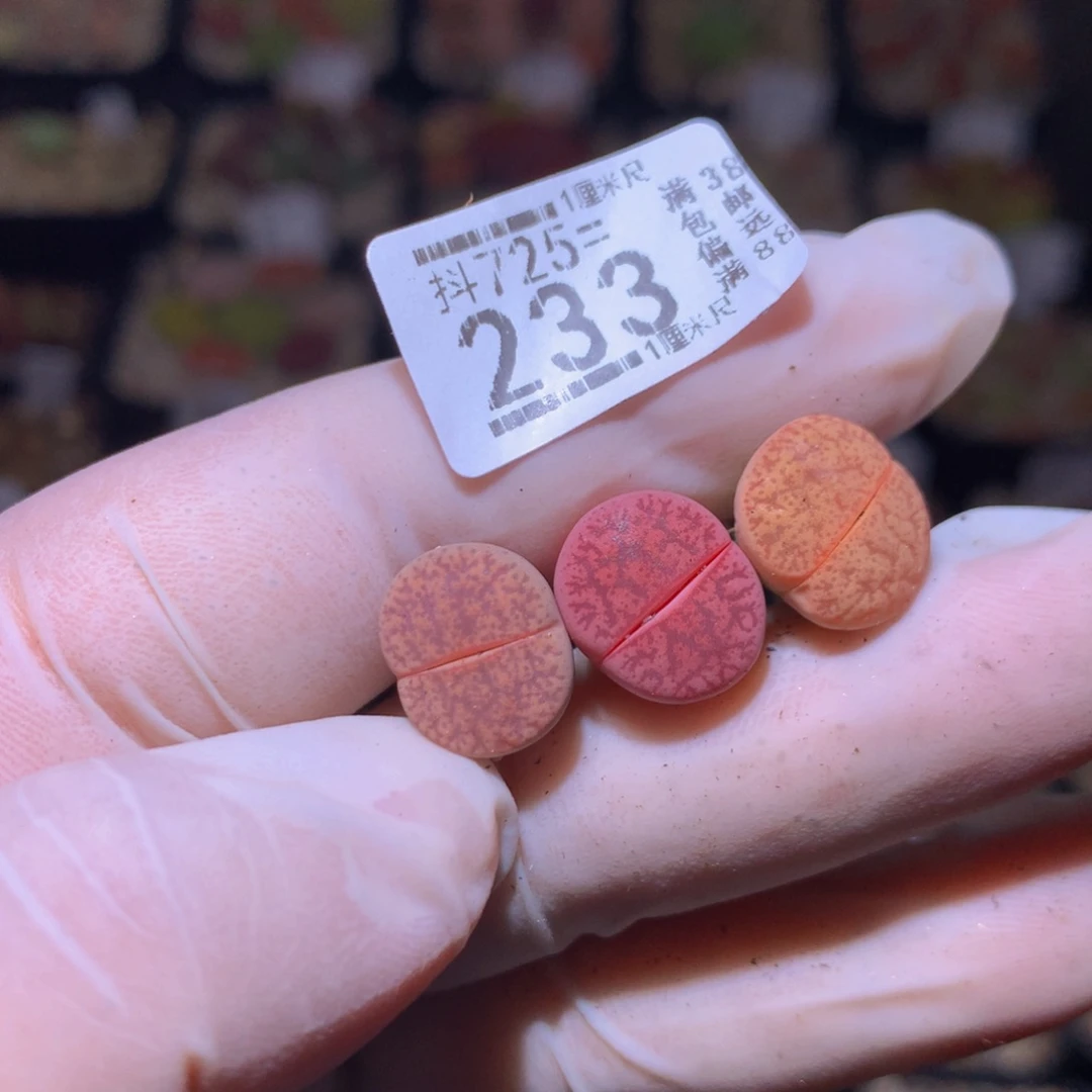 崔**儿精品生石花725.233