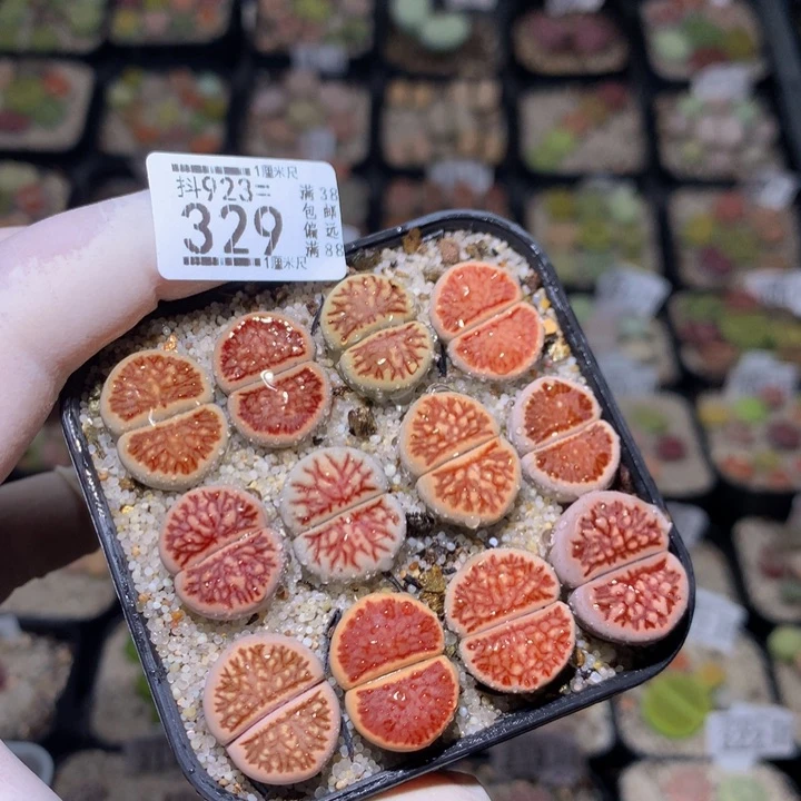 精品生石花923.329