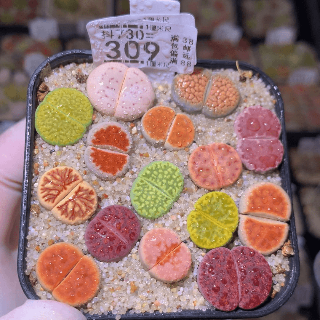 精品生石花730.309
