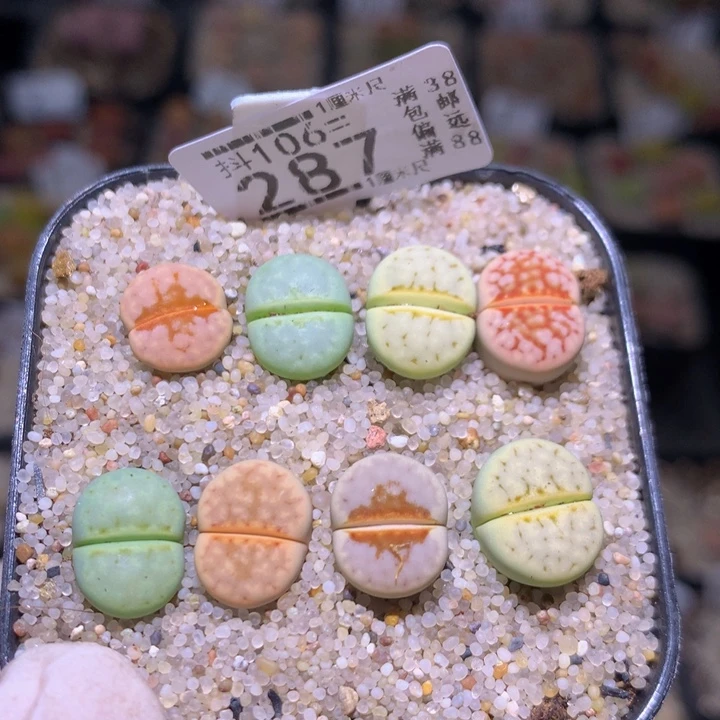 精品生石花106.287