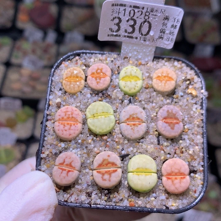 精品生石花1028.330