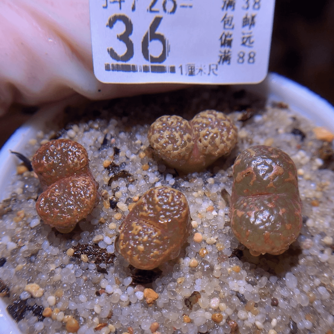 精品生石花726.26