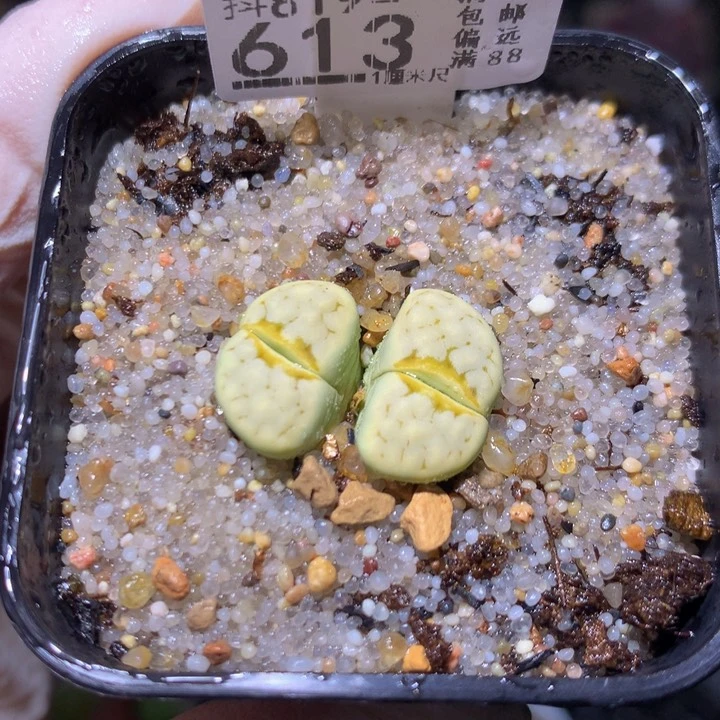 绝绝子生石花819.613