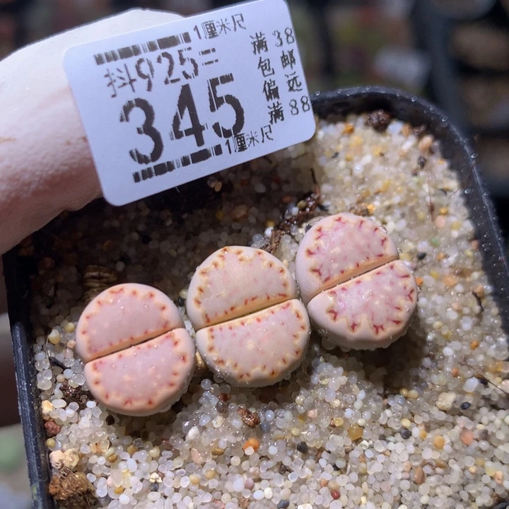 精品生石花925.345