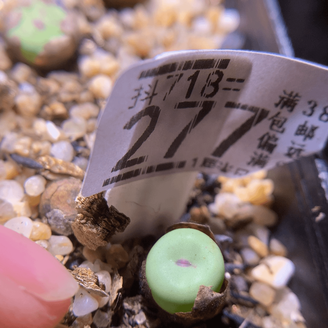 精品生石花718.277