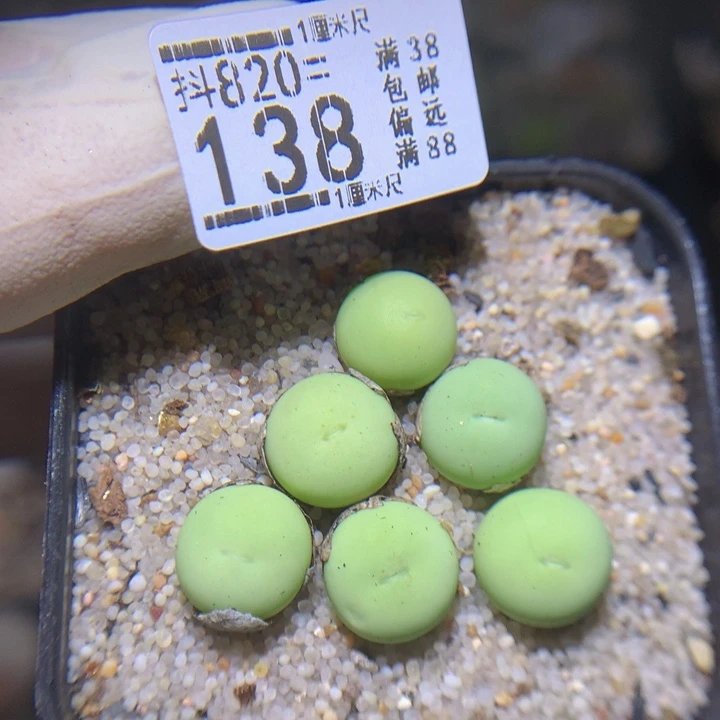 精品人石花820.138