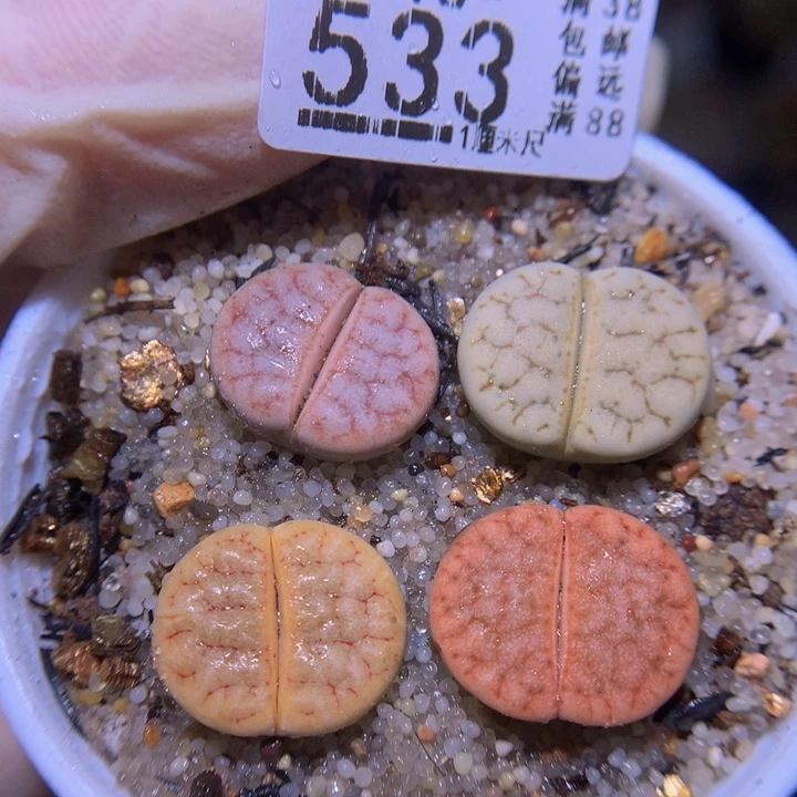 精品生石花816.533