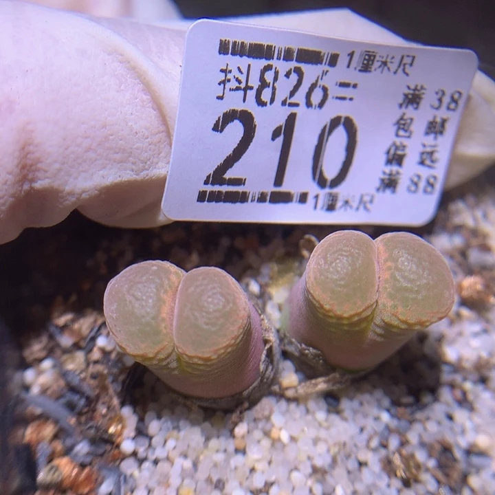 精品生花826.210