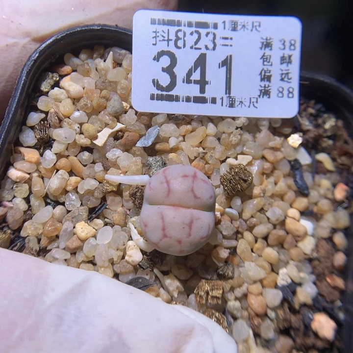 好看的生石花823.341