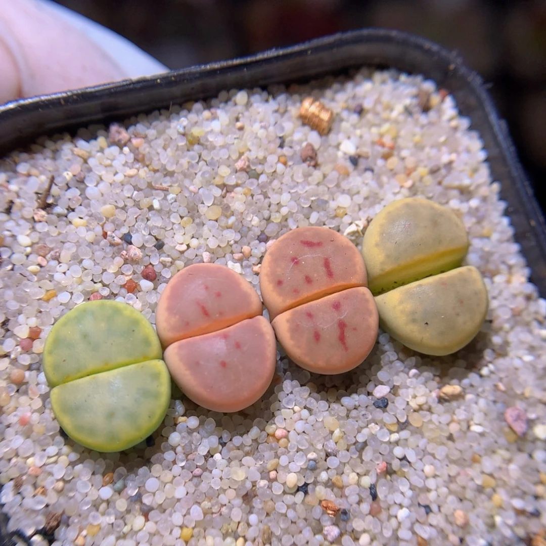 精品生石花725.146