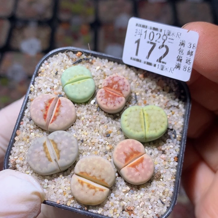 精品生石花1029.172