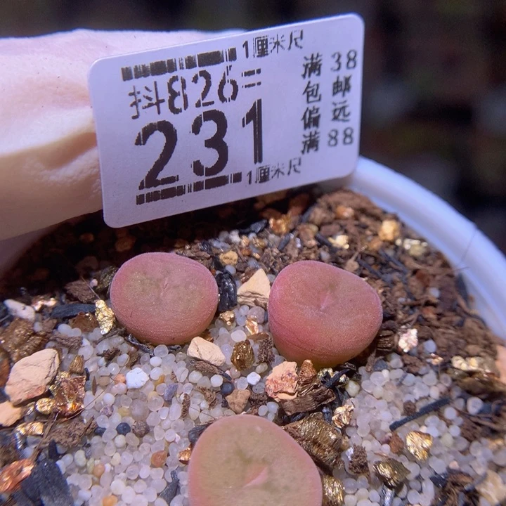 精品生花826.231