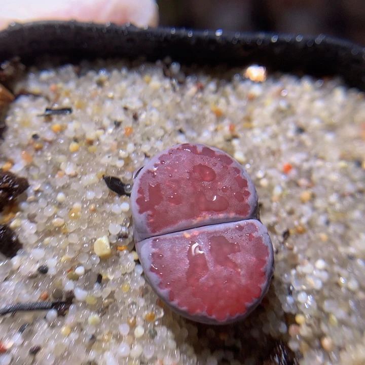 精品生石花112.366