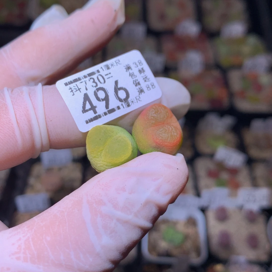 精品生石花730.496