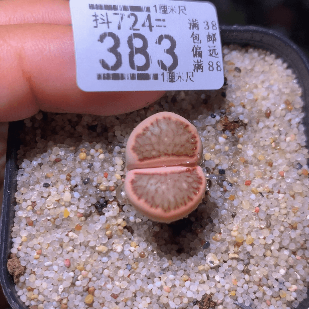 生石花精品多肉724.383