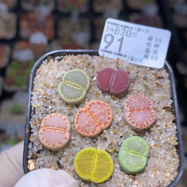 精品生石花820.91