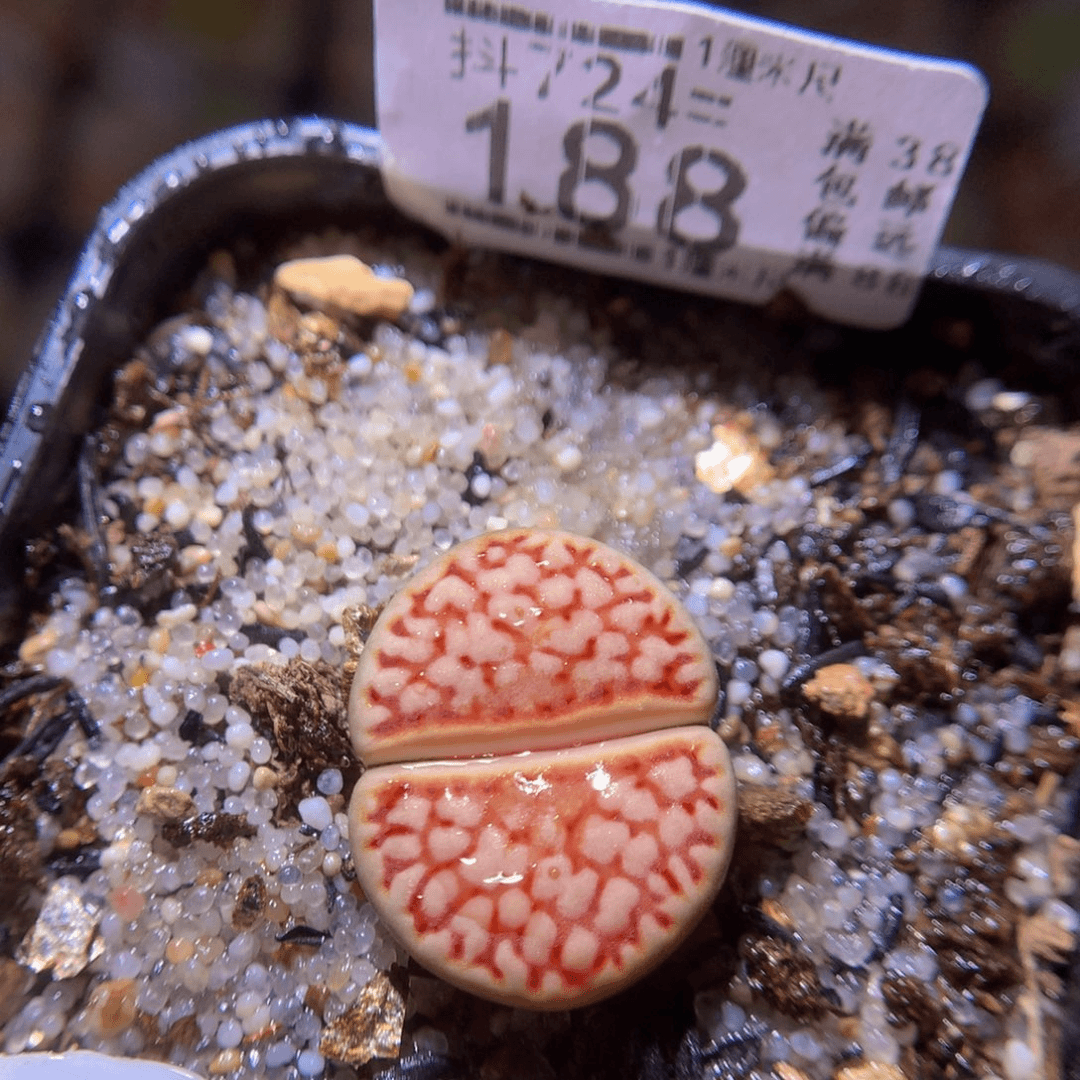 精品生石花724.188
