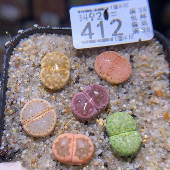 精品生石花921.412