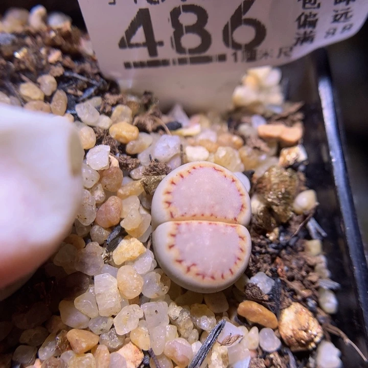 精品生石花816.486