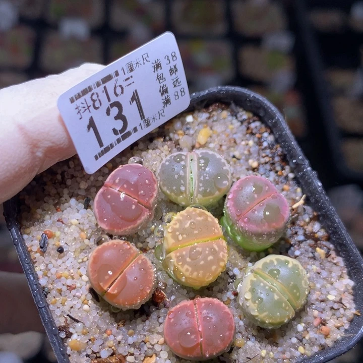 精品生石花816.131