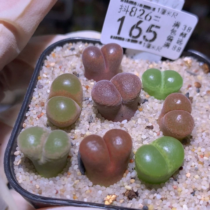 精品生石花826.165