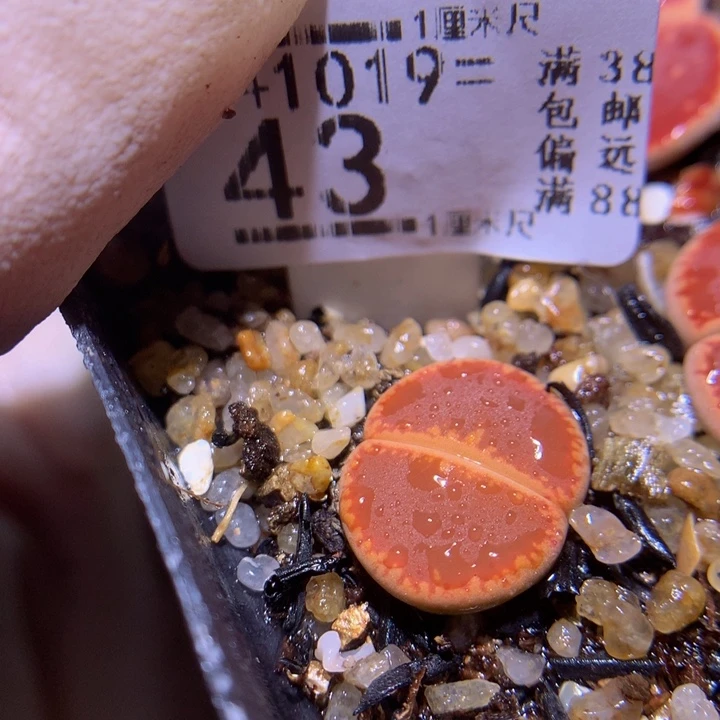 精品生石花1019.43