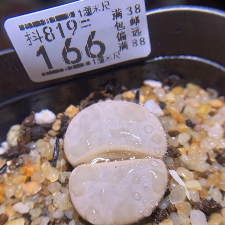 精品生石花819.166