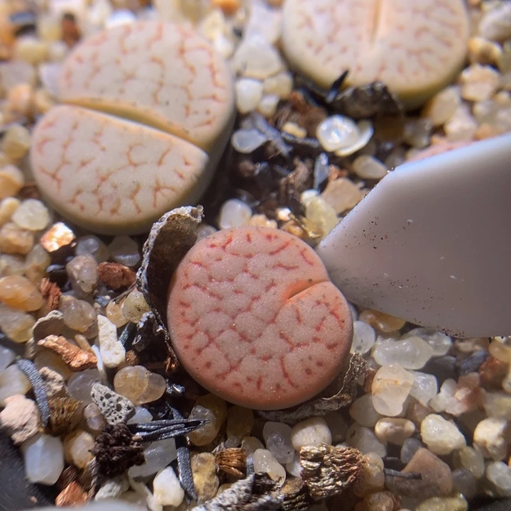 精品生石花115.469